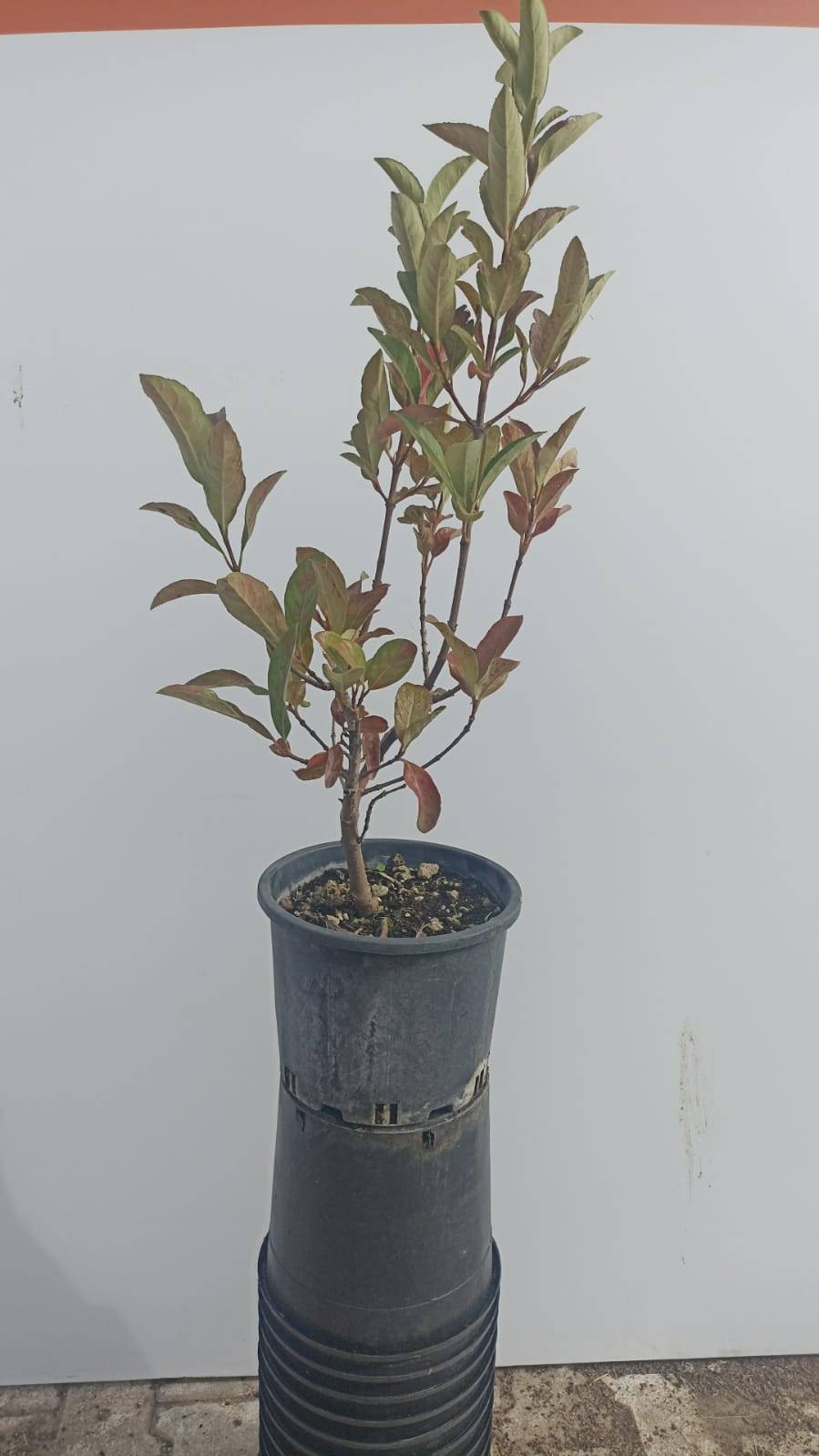 Viburnum Lucidum